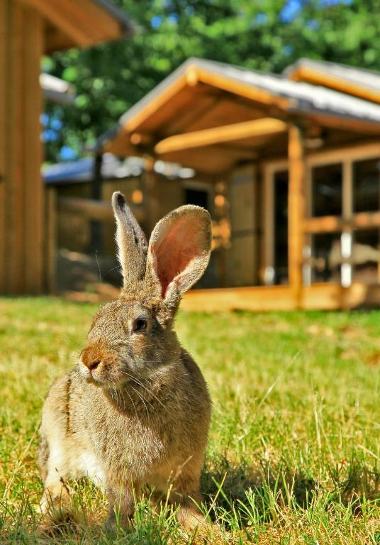 Albirondack Camping Lodge & Spa Pokoj fotografie